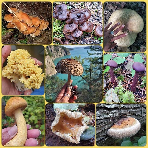 Mushroom being held in hand